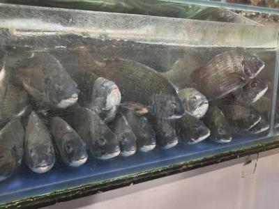 Tsethar urodziny Rinpocze 2023