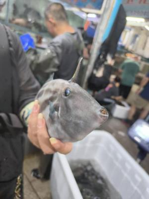 Tsethar urodziny Rinpocze 2023