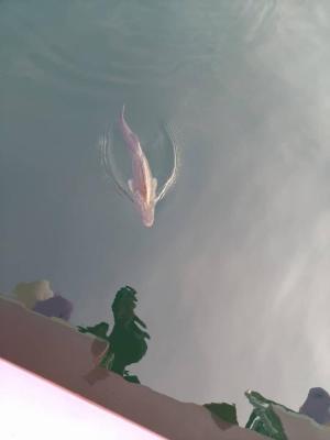 Tsethar urodziny Rinpocze 2023