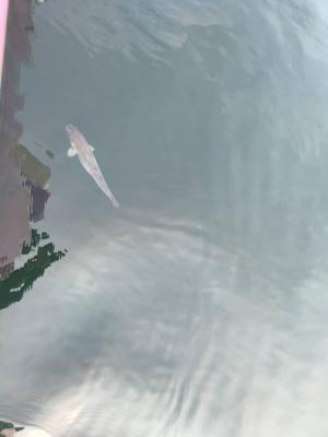 Tsethar urodziny Rinpocze 2023