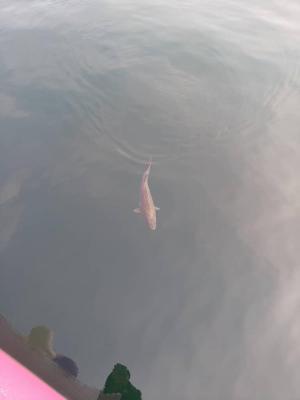 Tsethar urodziny Rinpocze 2023