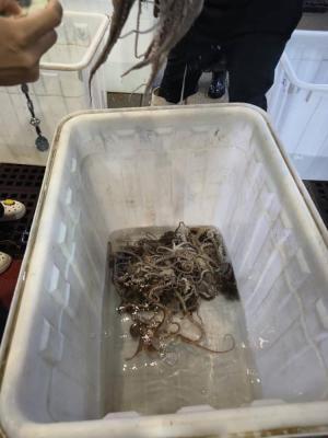 Tsethar urodziny Rinpocze 2023