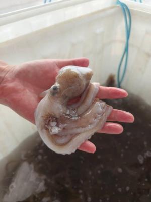 Tsethar urodziny Rinpocze 2023