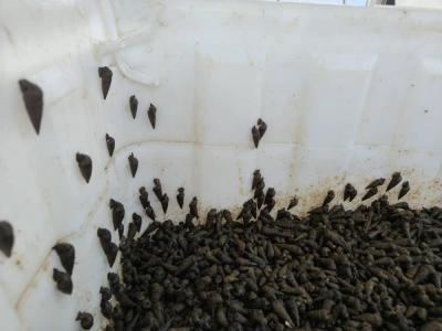 Tsethar urodziny Rinpocze 2023